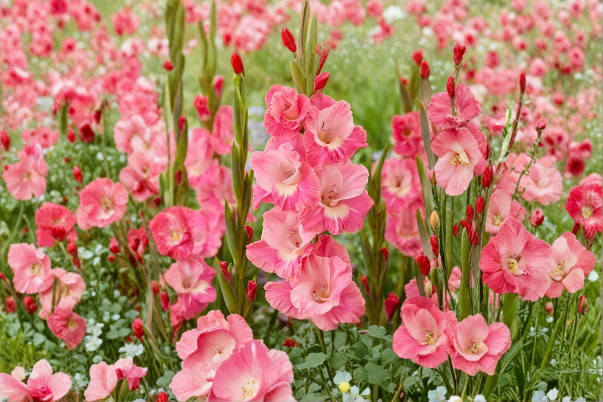 Gladiolus 'White Eyed Miss' Hardy Bulbs Pink and White Sword Lily Summer Cut Flowers Planting