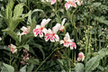 Gladiolus 'Prins Claus' Dwarf Bulbs White Pink Flowering Summer Plant, Gladiolus x hortulanus