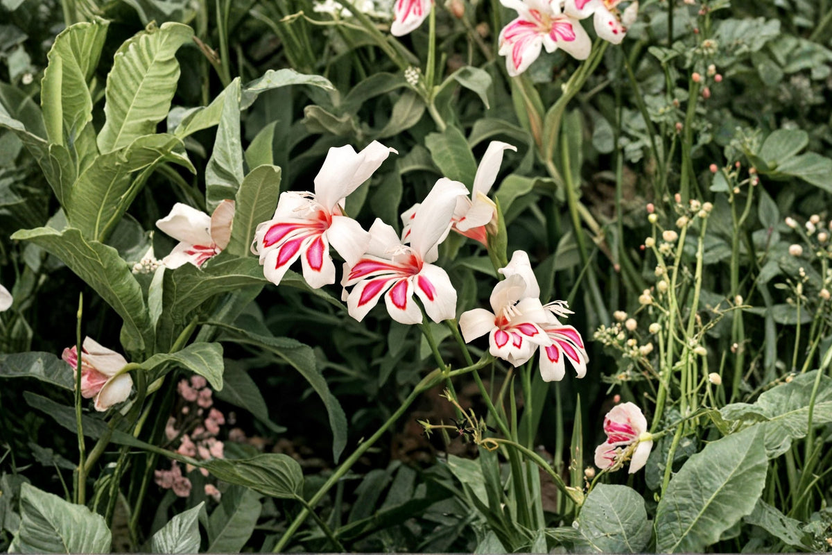 Gladiolus 'Prins Claus' Dwarf Bulbs White Pink Flowering Summer Plant, Gladiolus x hortulanus