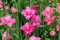 Gladiolus 'Bibi' Hardy Gladiolus Bulbs Pink Flowering Summer Blooming Flower Bulbs for Gardens & Cut Flowers