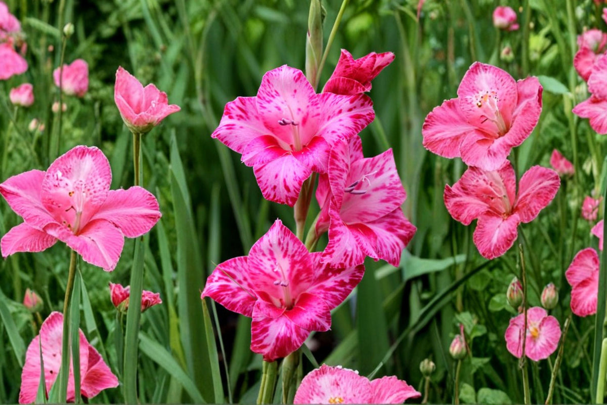 Gladiolus 'Bibi' Hardy Gladiolus Bulbs Pink Flowering Summer Blooming Flower Bulbs for Gardens & Cut Flowers
