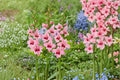 Gladiolus Bulbs Summer Sunset Pink Acidanthera Fragrant Hardy Sword Lily Flowers