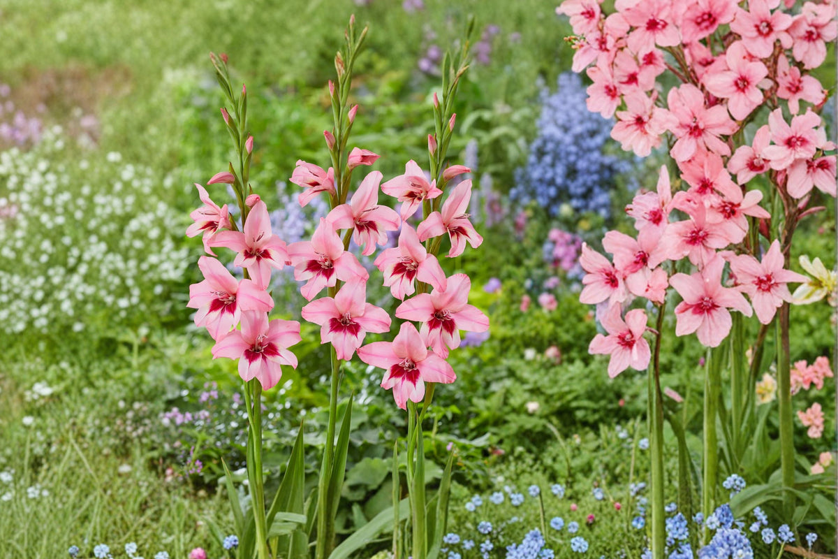 Gladiolus Bulbs Summer Sunset Pink Acidanthera Fragrant Hardy Sword Lily Flowers