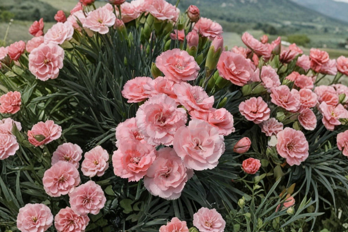 Fragrant Pink Dianthus ‘Scent First Romance’ Perennial | Double Bloom Cottage Garden Flower | Deer Resistant Dianthus