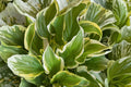 Hosta ‘So Sweet’ Bareroot Plant, Fragrant Variegated Shade Perennial, White Flowers, Woodland Garden Plant