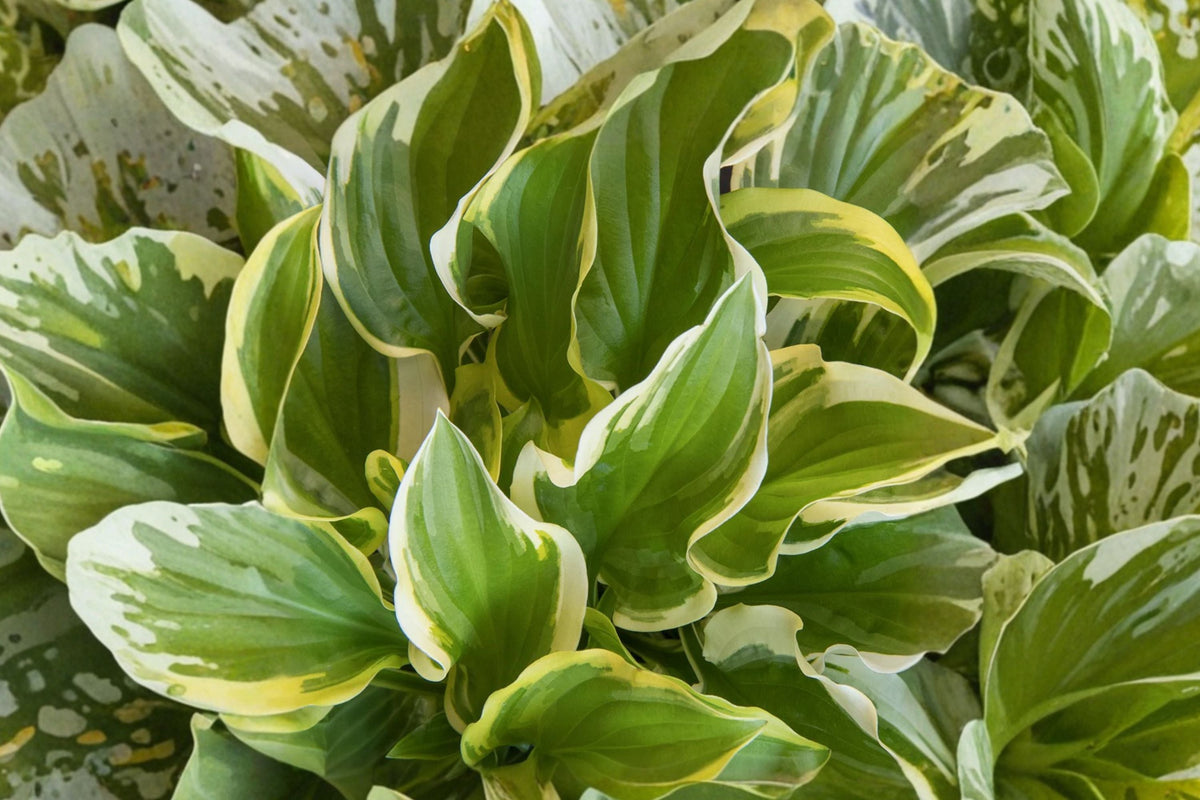 Hosta ‘So Sweet’ Bareroot Plant, Fragrant Variegated Shade Perennial, White Flowers, Woodland Garden Plant
