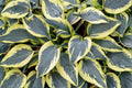 Hosta ‘Ben Vernooij’ Bareroot Plant, Blue Variegated Foliage, Cream Gold Margins, Shade Perennial, Woodland Garden, Herbaceous Plant