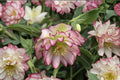 Lenten Rose ‘Rose Quartz’ Evergreen Perennial with Pink-White Blush Flowers Helleborus orientalis