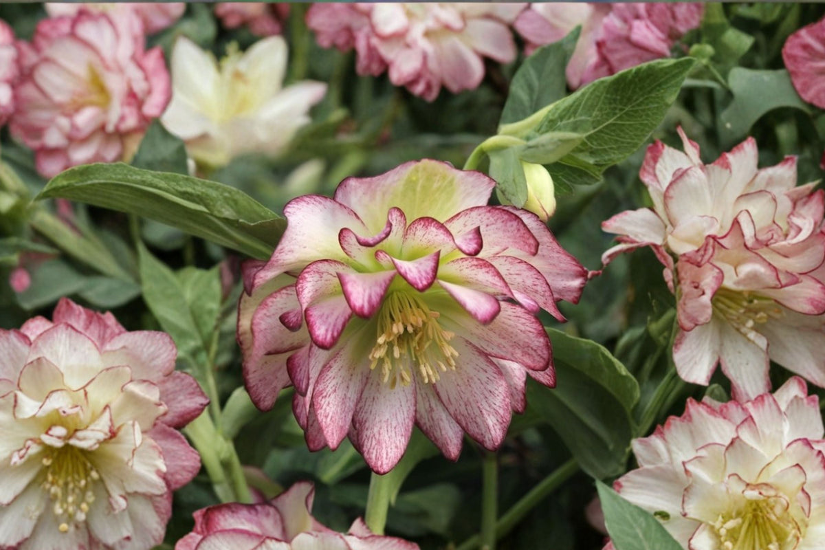 Lenten Rose ‘Rose Quartz’ Evergreen Perennial with Pink-White Blush Flowers Helleborus orientalis
