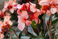 Bareroot Dwarf Canna Lily Rhizome ‘Apricot Frost’ | Tropical Peach Flowers | Pollinator-Friendly Summer Perennial Plant