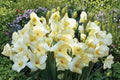 Dwarf Gladiolus Bulbs ‘Charlotte’ – Pale Yellow Summer Blooming Cut Flower, Pollinator Garden Plant, Gladiolus (Gladiolus hortulanus)