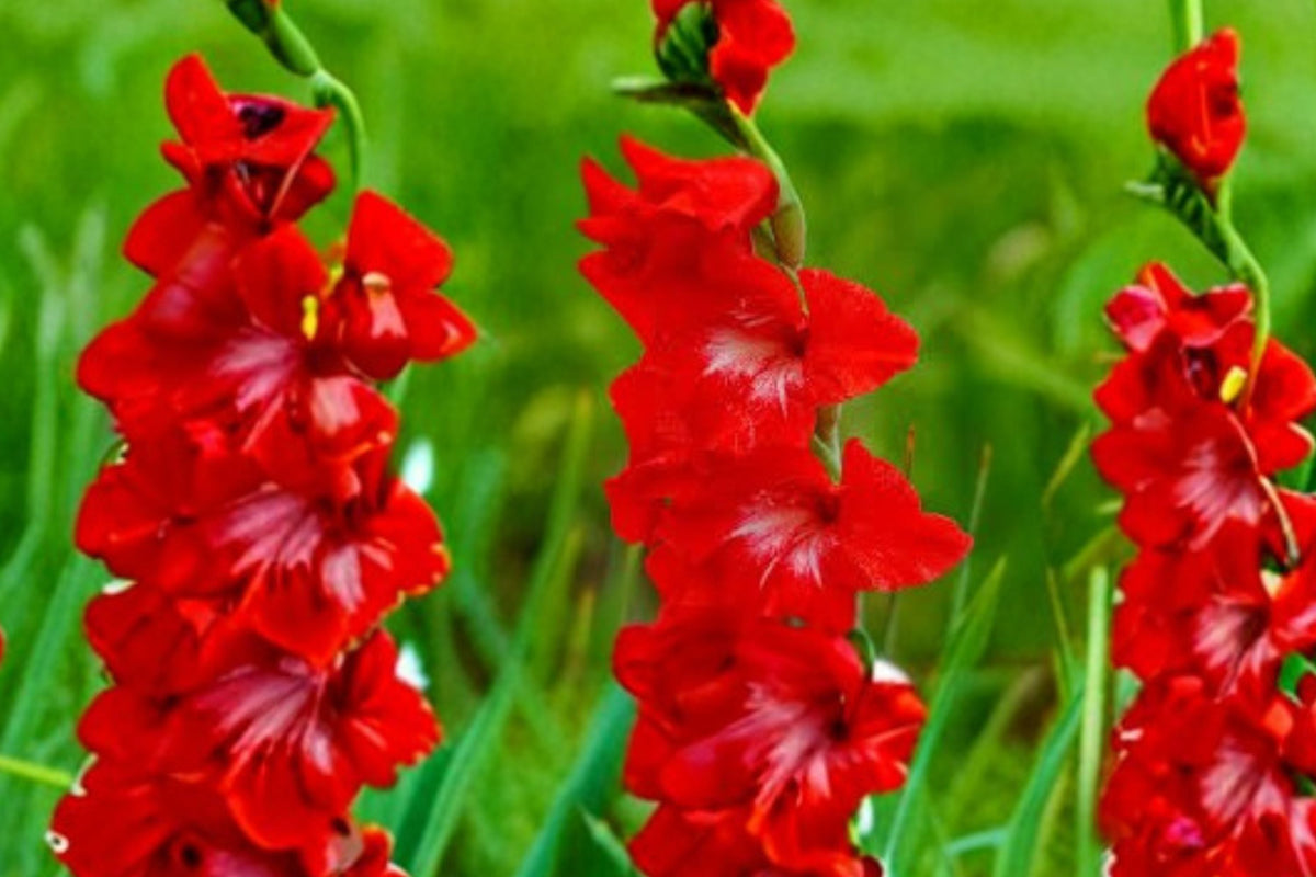 Gladiolus Glamini ‘Tom’ Bulbs – Compact Dwarf Red Summer Blooming Cut Flower, Pollinator-Friendly Garden Plant