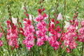 Dwarf Gladiolus Bulbs | Pink ‘Kelly’ Variety | Summer Blooming Cut Flower | Pollinator-Friendly Garden Plant