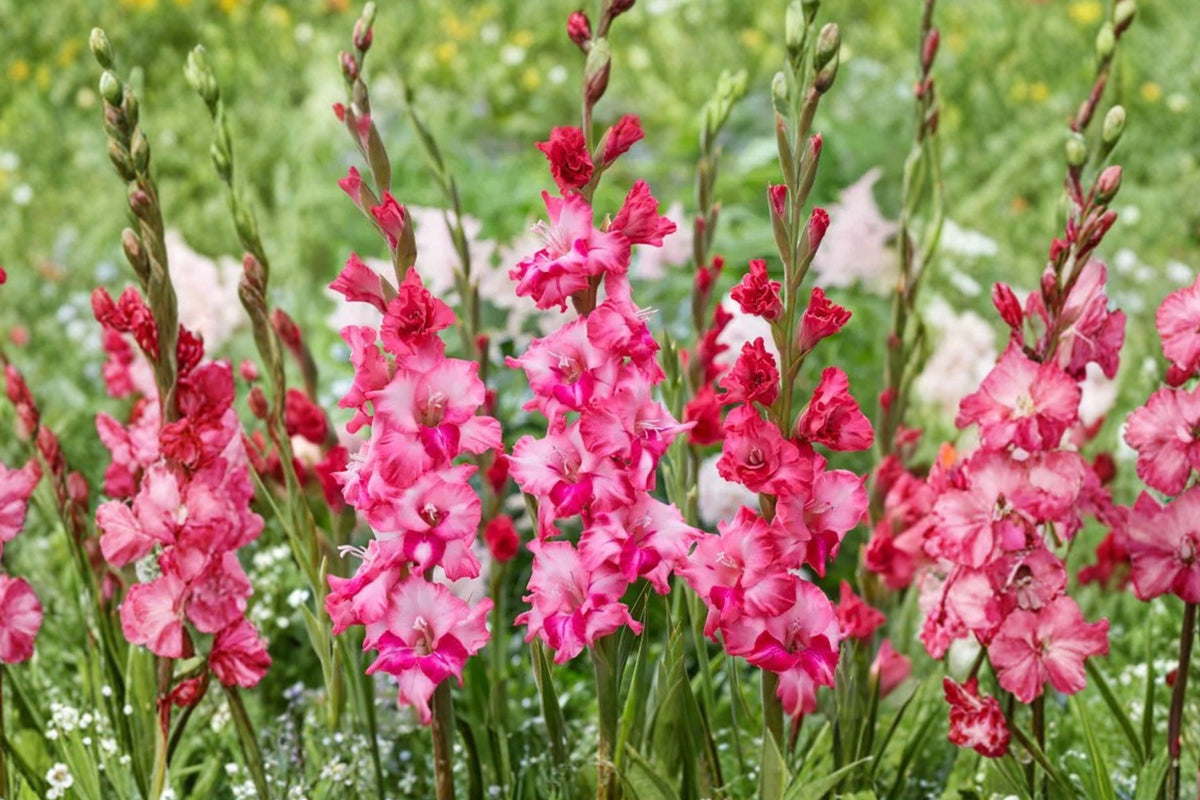 Dwarf Gladiolus Bulbs | Pink ‘Kelly’ Variety | Summer Blooming Cut Flower | Pollinator-Friendly Garden Plant