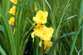 Gladiolus Glamini ‘Sylvia’ Bright Yellow Dwarf Bulbs for Summer Blooming Cut Flowers & Pollinator Garden