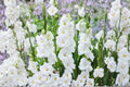 Gladiolus Glamini ‘Blondie’ White Dwarf Gladiolus Bulbs | Summer Blooming Cut Flower | Pollinator-Friendly Garden Plant