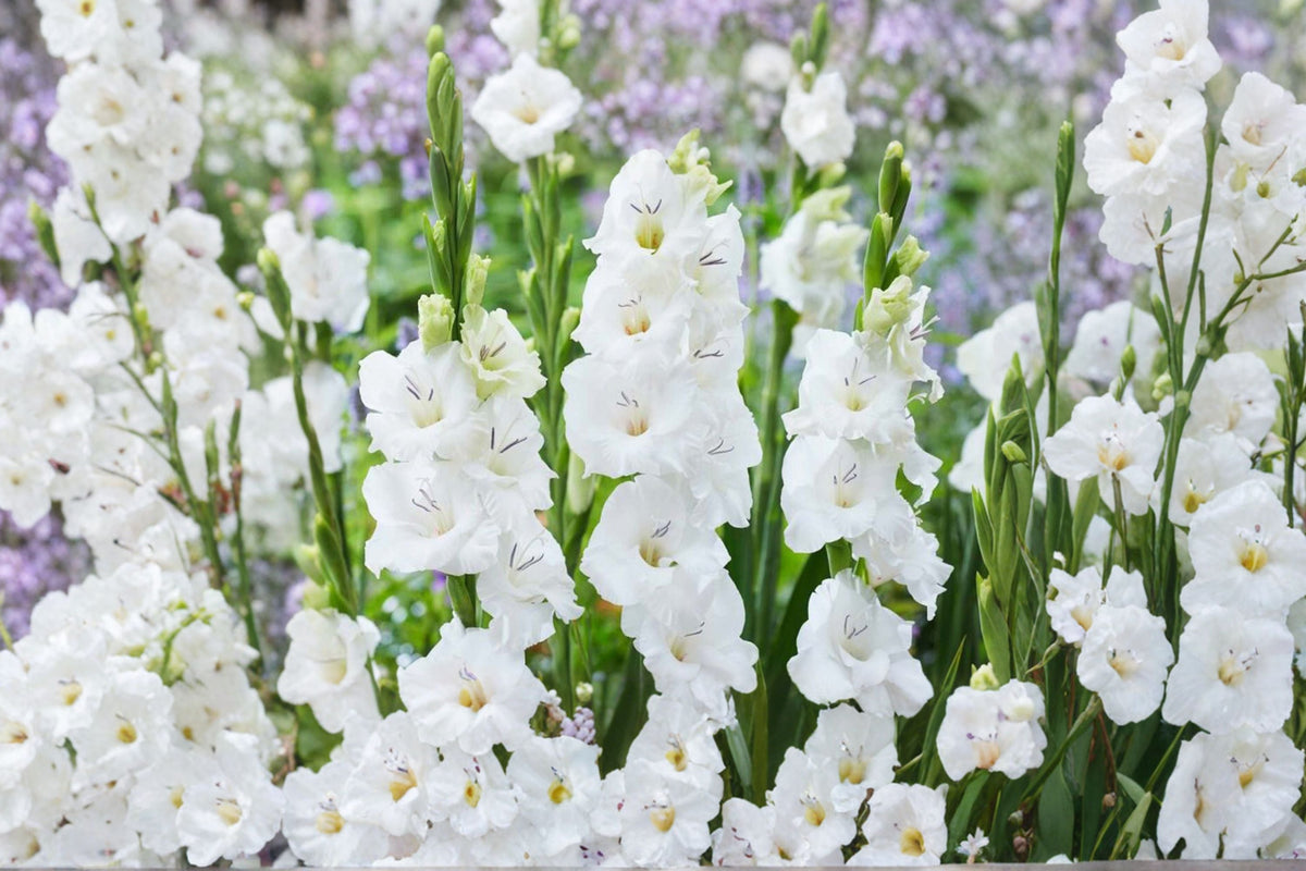 Gladiolus Glamini ‘Blondie’ White Dwarf Gladiolus Bulbs | Summer Blooming Cut Flower | Pollinator-Friendly Garden Plant