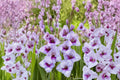 Gladiolus Glamini ‘Tina’ Purple Bulbs - Dwarf Summer Blooming Cut Flower, Pollinator-Friendly Garden Plant