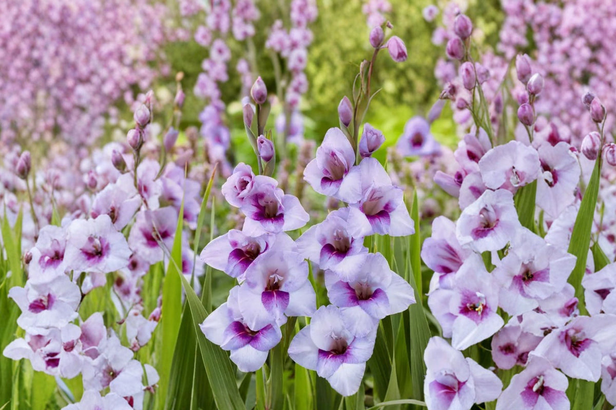 Gladiolus Glamini ‘Tina’ Purple Bulbs - Dwarf Summer Blooming Cut Flower, Pollinator-Friendly Garden Plant