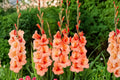 Gladiolus Glamini ‘Jenny’ | Compact Dwarf Gladiolus Bulbs | Bright Orange Summer Blooming Cut Flower | Pollinator-Friendly Garden Plant