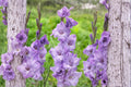 Gladiolus Glamini ‘Kim’ Purple Dwarf Bulbs for Summer Blooming Cut Flowers & Pollinator Garden