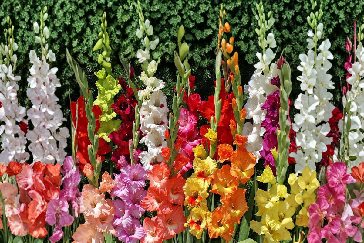 Gladiolus Glamini Collection | Compact Dwarf Gladiolus Bulbs Mix for Summer Blooms | Pollinator-Friendly Garden