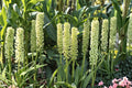 Giant Pineapple Lily Bulb, Eucomis pole-evansii, Tropical Perennial, Exotic Summer Flower, Pollinator-Friendly Garden Plant