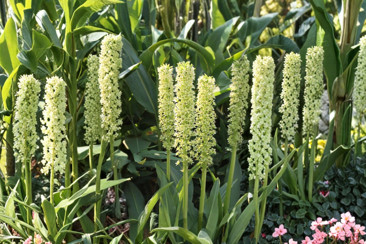 Giant Pineapple Lily Bulb, Eucomis pole-evansii, Tropical Perennial, Exotic Summer Flower, Pollinator-Friendly Garden Plant