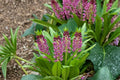 Eucomis Aloha Lily 'Leia' Bulb - Pineapple Lily with Purple Foliage - Summer Blooming Perennial for Pollinator Gardens