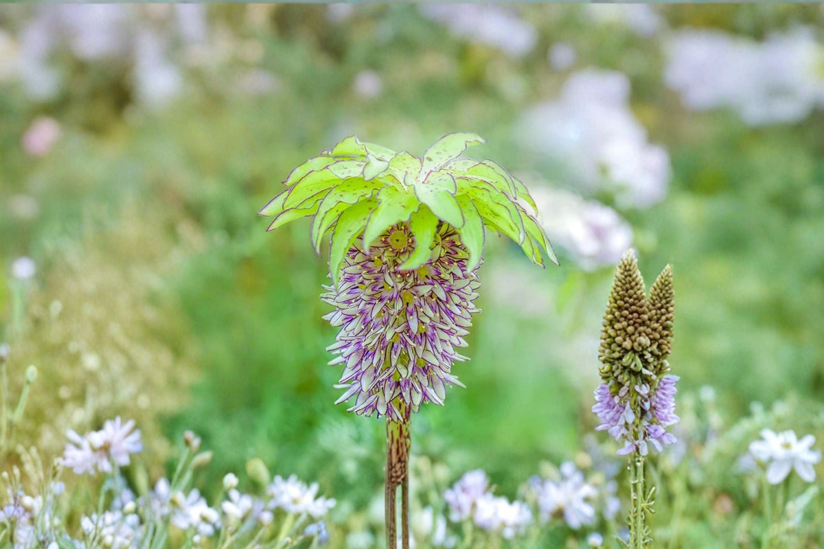 Eucomis 'Bicolor' Pineapple Lily Bulb | Exotic Summer Flowering Perennial with Green & Purple Blooms | Pollinator-Friendly Garden Plant