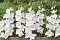 Gladiolus 'White Prosperity' Bulbs | White Sword Lily | Summer Blooming Perennial | Cut Flower Garden | Pollinator Friendly