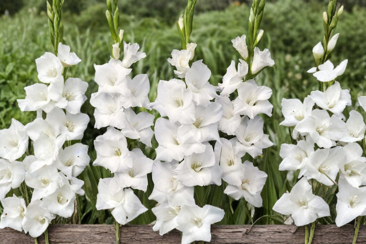 Gladiolus 'White Prosperity' Bulbs | White Sword Lily | Summer Blooming Perennial | Cut Flower Garden | Pollinator Friendly