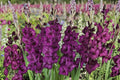 Gladiolus 'Shaka Zulu' Dark Purple Bulbs Tall Sword Lily Summer Blooming Perennial
