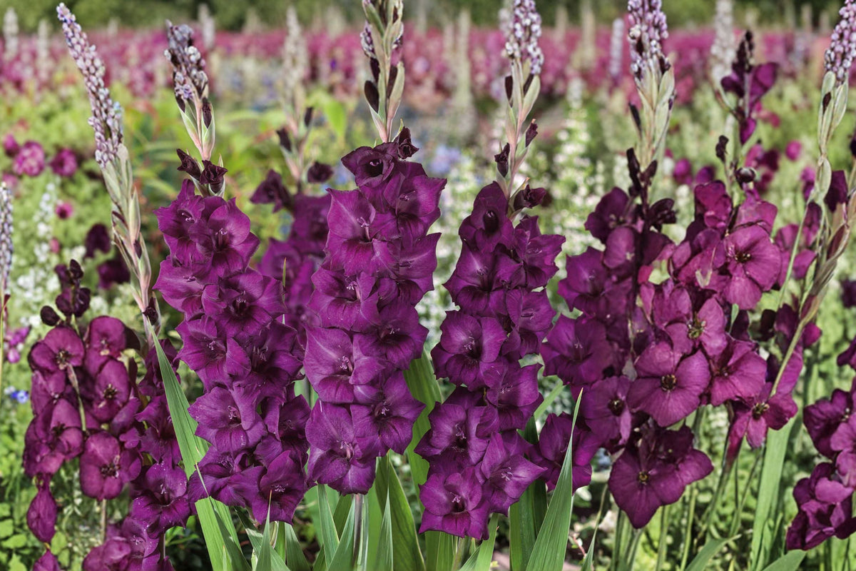 Gladiolus 'Shaka Zulu' Dark Purple Bulbs Tall Sword Lily Summer Blooming Perennial