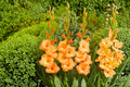 Gladiolus Bulbs Peach 'Peter Pears' Tall Sword Lily for Cut Flowers, Summer Blooming, Pollinator-Friendly, Heirloom-Style