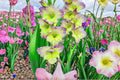 Gladiolus Bulbs Bicolor 'Moonlight Shadows' | Tall Summer Flowering Bulbs | Purple & Cream | Scientific Name: Gladiolus hortulanus