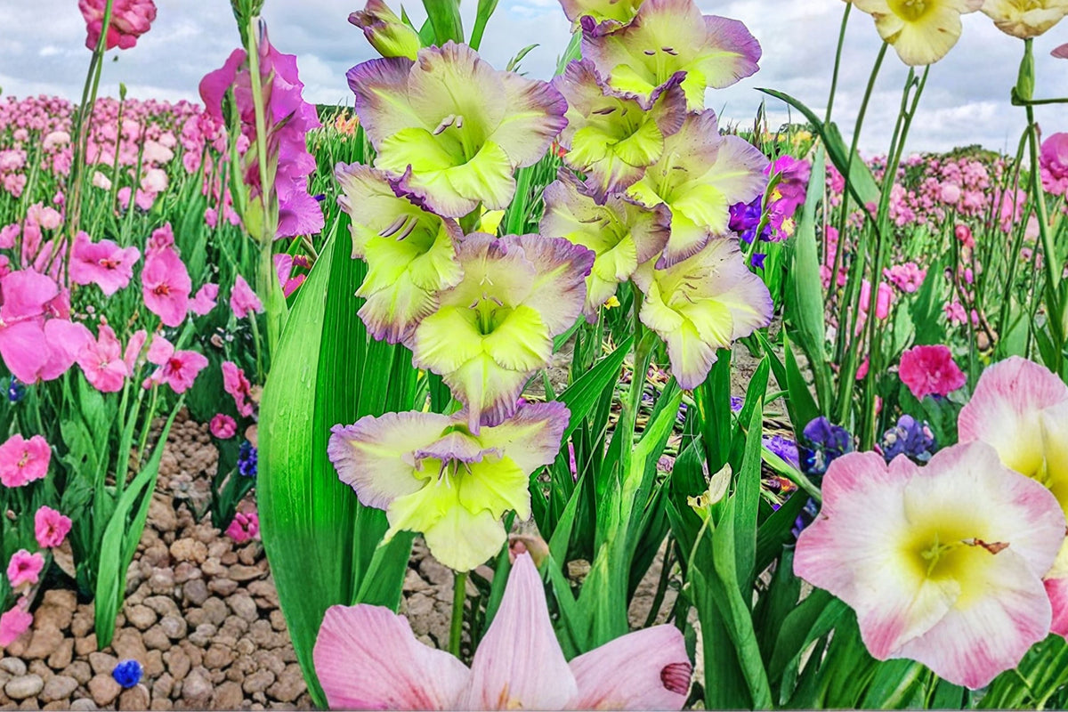Gladiolus Bulbs Bicolor 'Moonlight Shadows' | Tall Summer Flowering Bulbs | Purple & Cream | Scientific Name: Gladiolus hortulanus