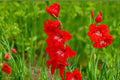 Gladiolus Bulbs Bright Red 'Traderhorn' Tall Sword Lily Summer Blooming Cut Flowers Pollinator Garden