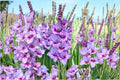 Gladiolus 'Passos' Purple Bulbs Tall Sword Lily Summer Blooming Cut Flowers Pollinator Garden