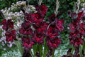 Gladiolus 'Black Jack' Deep Red Bulbs | Tall Summer Cut Flowers | Burgundy Sword Lily | Pollinator-Friendly Perennial Corms