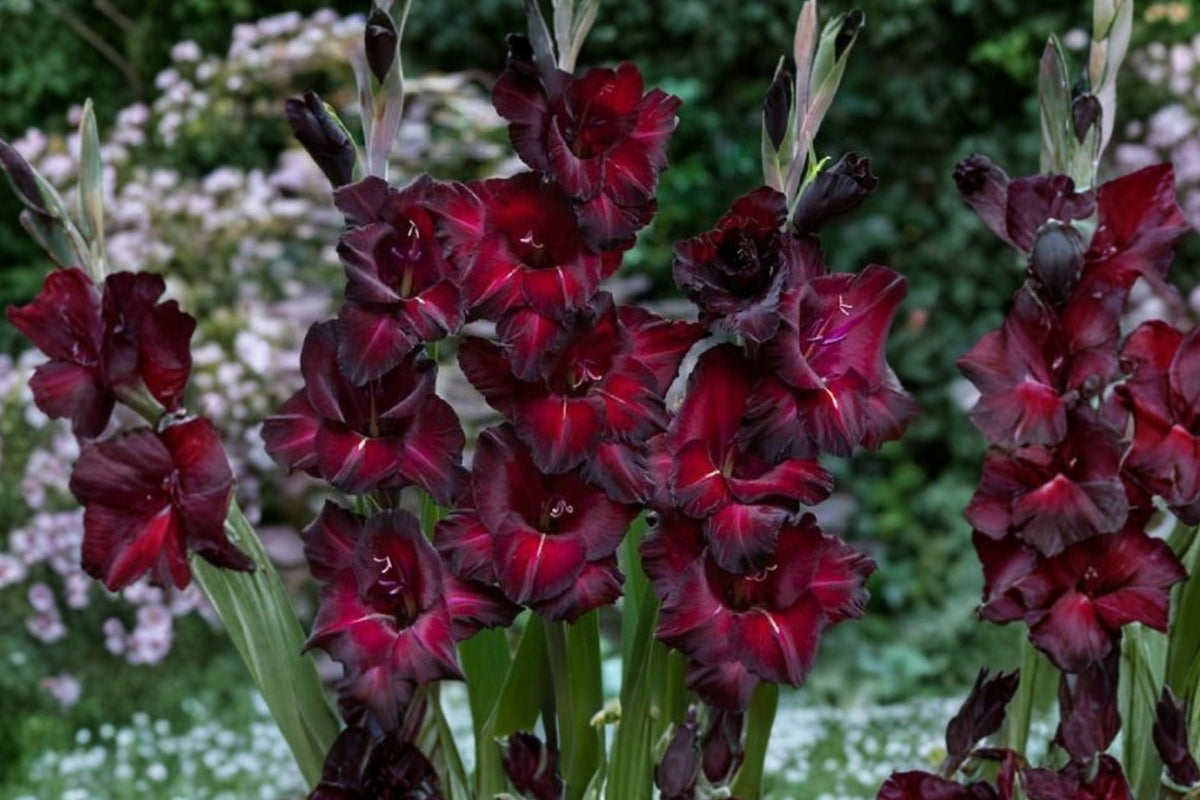Gladiolus 'Black Jack' Deep Red Bulbs | Tall Summer Cut Flowers | Burgundy Sword Lily | Pollinator-Friendly Perennial Corms