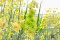 Gladiolus 'Green Star' Lime Green Bulbs Tall Sword Lily for Cut Flowers & Pollinator Gardens