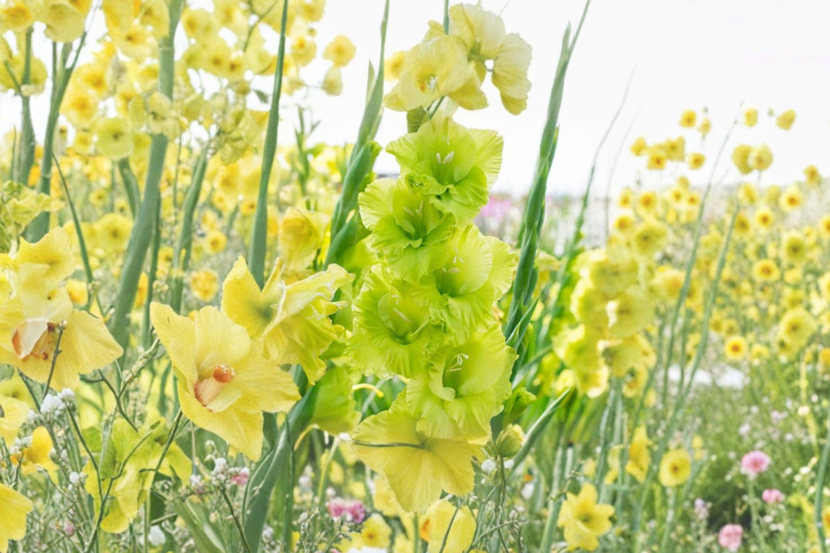 Gladiolus 'Green Star' Lime Green Bulbs Tall Sword Lily for Cut Flowers & Pollinator Gardens
