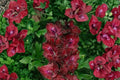 Gladiolus 'Merlot Ice' Bulbs | Burgundy and White Edged Sword Lily | Summer Blooming Perennial Corms
