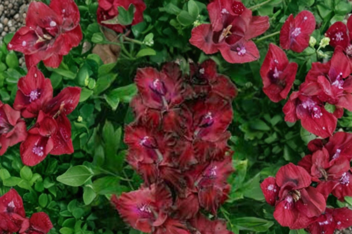 Gladiolus 'Merlot Ice' Bulbs | Burgundy and White Edged Sword Lily | Summer Blooming Perennial Corms