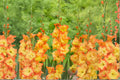 Gladiolus 'Goldrush' Bulbs | Golden Orange Summer Blooming Sword Lily | Pollinator Friendly Cut Flower Corms