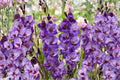 Gladiolus 'Big Girl' Purple Bulbs Tall Sword Lily Summer Blooming Cut Flowers Pollinator Garden