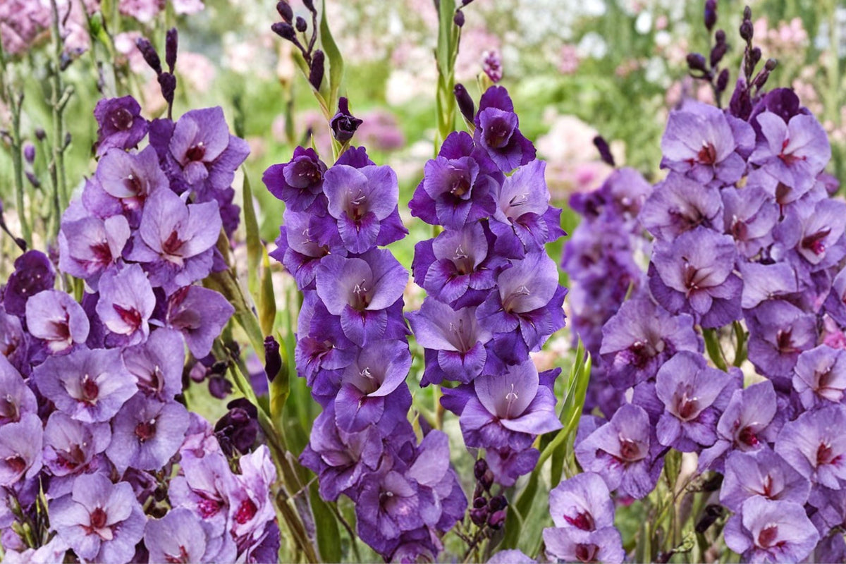 Gladiolus 'Big Girl' Purple Bulbs Tall Sword Lily Summer Blooming Cut Flowers Pollinator Garden