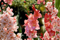 Gladiolus Bulbs Frizzled Coral Lace | Fringed Coral-Pink Flowers | Tall Summer Cut Flowers | Pollinator Garden | Spring Planting Corms