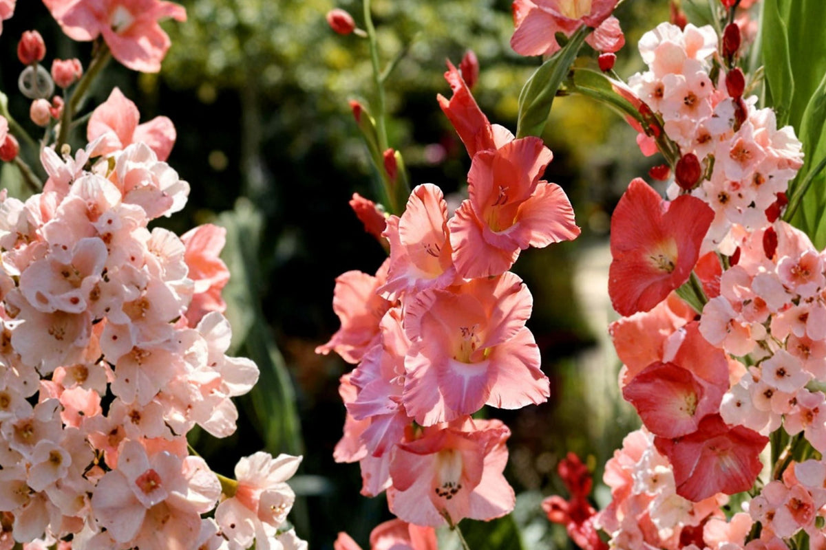 Gladiolus Bulbs Frizzled Coral Lace | Fringed Coral-Pink Flowers | Tall Summer Cut Flowers | Pollinator Garden | Spring Planting Corms